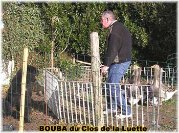 le bouvier des flandres et les oies - Elevage du CLOS DE LA LUETTE - COPYRIGHT DEPOSE